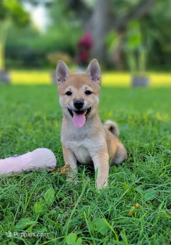 Pixie – Shiba Inu puppy for sale in Manito, IL