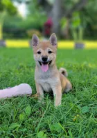 Pixie, a female Shiba Inu for sale in Manito, IL – 7 of 10