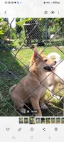 Ruby, a female Shiba Inu for sale in Manito, IL – 8 of 9
