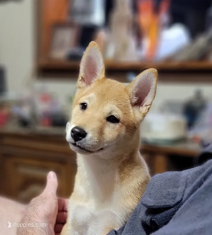 Ruby – Shiba Inu puppy for sale in Manito, IL