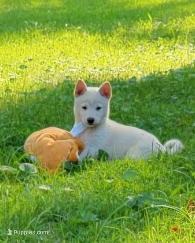 Jasper – Shiba Inu puppy for sale in Manito, IL