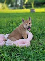Pixie, a female Shiba Inu for sale in Manito, IL – 8 of 10