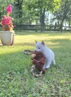 Jasper, a male Shiba Inu for sale in Manito, IL – 2 of 3