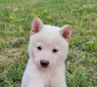 Teddy, a male Shiba Inu for sale in Manito, IL – 2 of 3