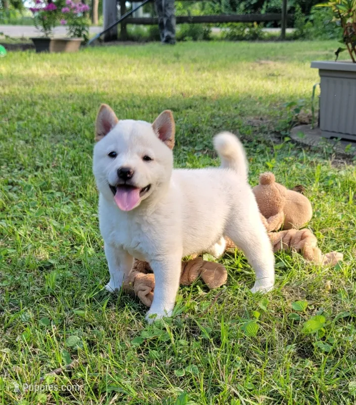 Jasper – Shiba Inu puppy for sale in Manito, IL