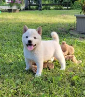 Jasper, a male Shiba Inu for sale in Manito, IL – 1 of 3