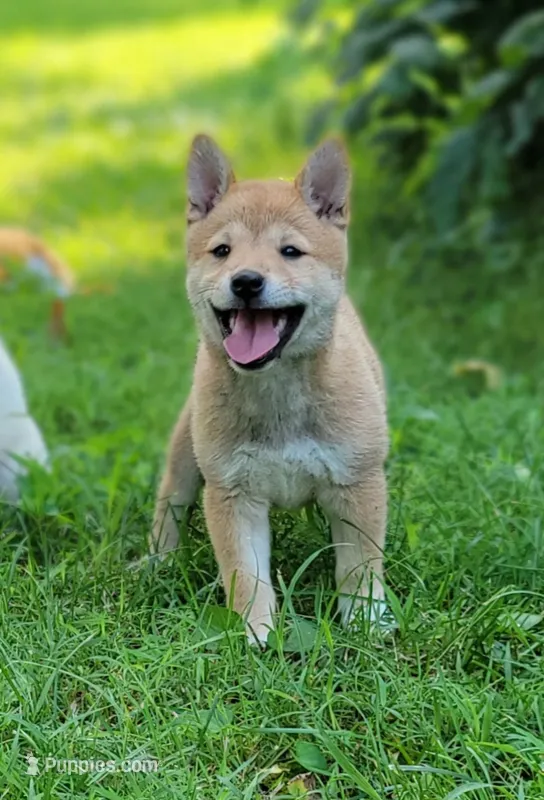 Ruby – Shiba Inu puppy for sale in Manito, IL