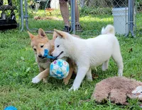 Teddy, a male Shiba Inu for sale in Manito, IL – 8 of 9