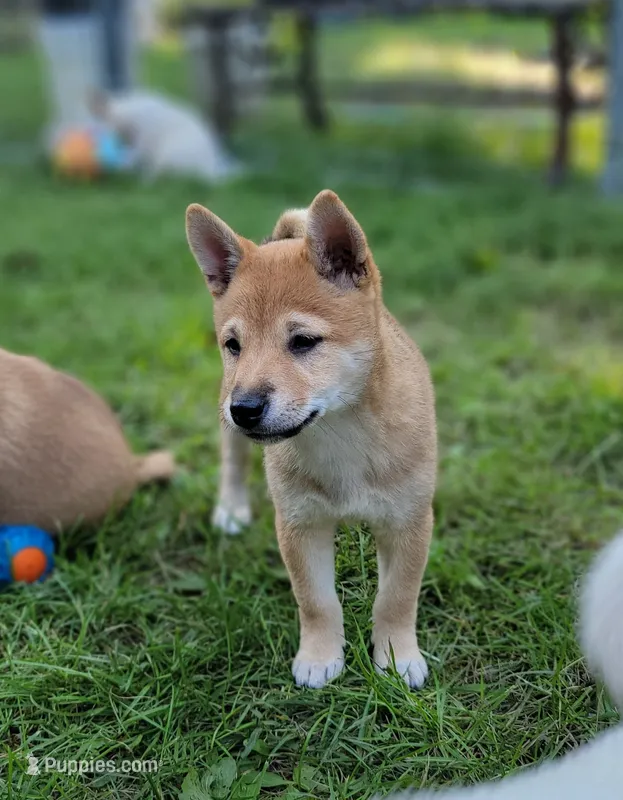 Pixie – Shiba Inu puppy for sale in Manito, IL