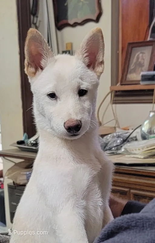 Teddy – Shiba Inu puppy for sale in Manito, IL