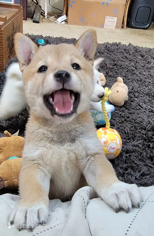 Ruby – Shiba Inu puppy for sale in Manito, IL