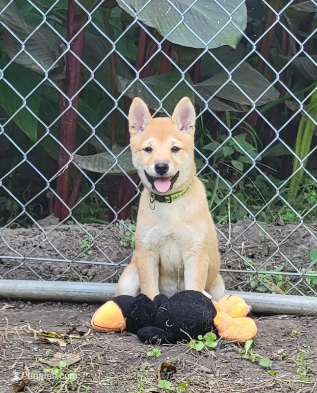 Pixie – Shiba Inu puppy for sale in Manito, IL