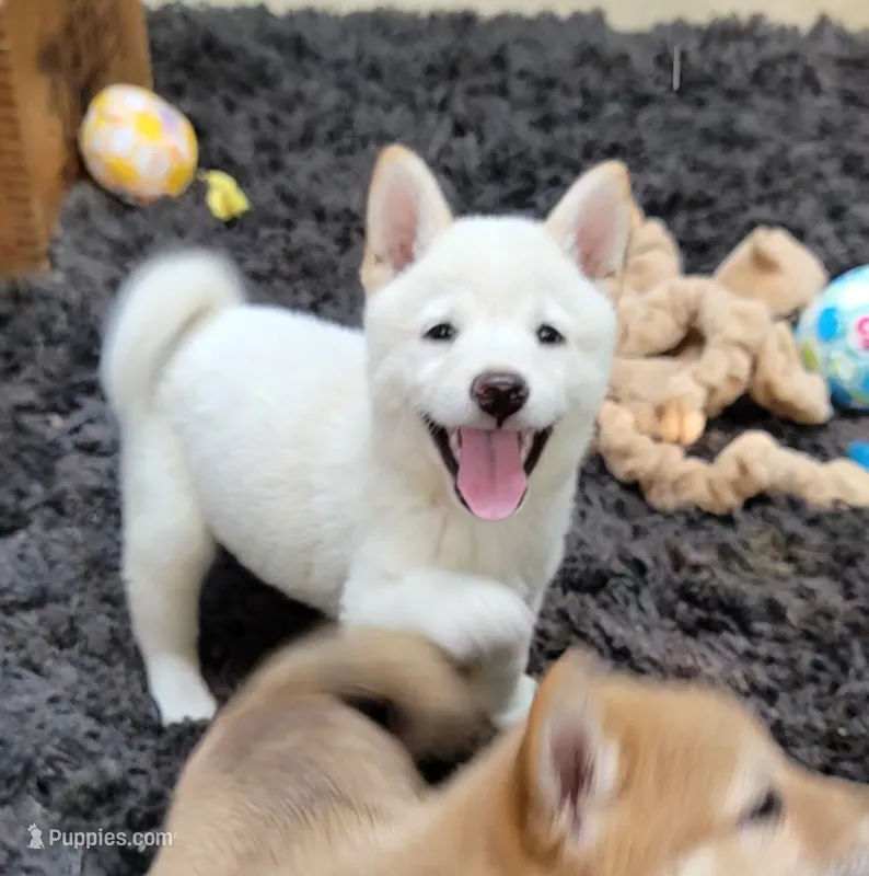 Jasper – Shiba Inu puppy for sale in Manito, IL