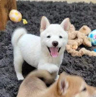Jasper, a male Shiba Inu for sale in Manito, IL – 6 of 10