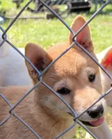 Ruby, a female Shiba Inu for sale in Manito, IL – 6 of 9