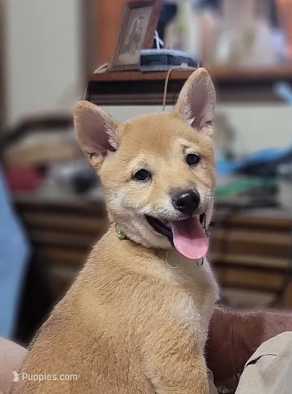 Pixie – Shiba Inu puppy for sale in Manito, IL