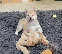 Ruby, a female Shiba Inu for sale in Manito, IL – 2 of 3