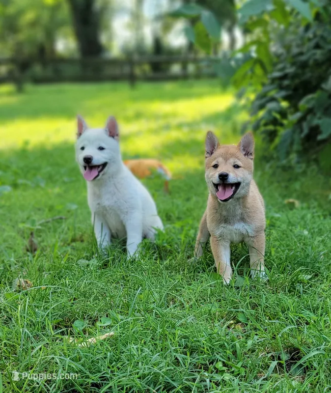 Ruby – Shiba Inu puppy for sale in Manito, IL
