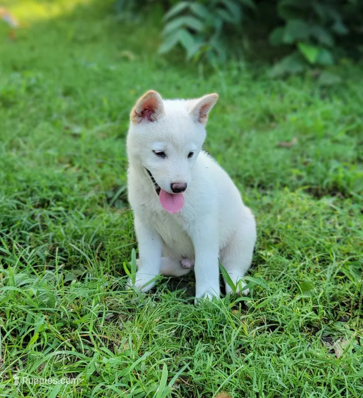 Teddy – Shiba Inu puppy for sale in Manito, IL