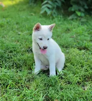 Teddy, a male Shiba Inu for sale in Manito, IL – 4 of 9