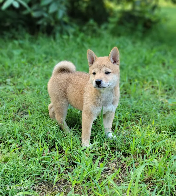 Ruby – Shiba Inu puppy for sale in Manito, IL