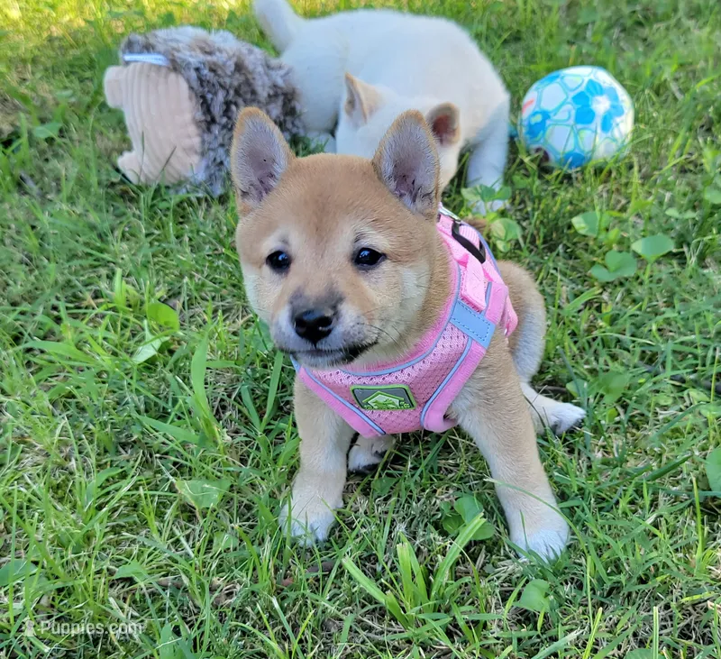 Pixie – Shiba Inu puppy for sale in Manito, IL
