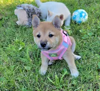 Pixie, a female Shiba Inu for sale in Manito, IL – 10 of 10