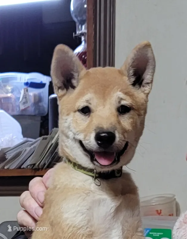 Pixie – Shiba Inu puppy for sale in Manito, IL