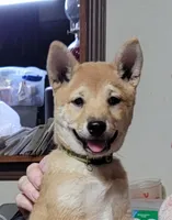Pixie, a female Shiba Inu for sale in Manito, IL – 3 of 10