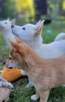 Teddy, a male Shiba Inu for sale in Manito, IL – 2 of 9