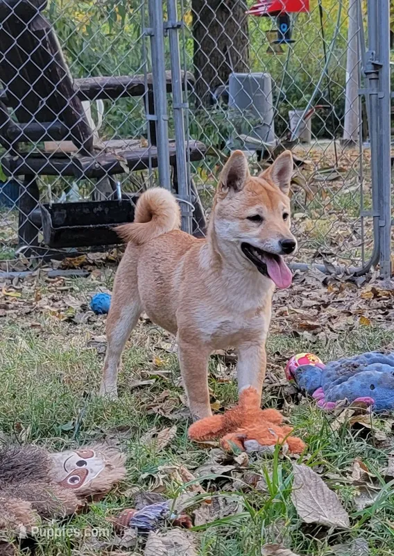Pixie – Shiba Inu puppy for sale in Manito, IL