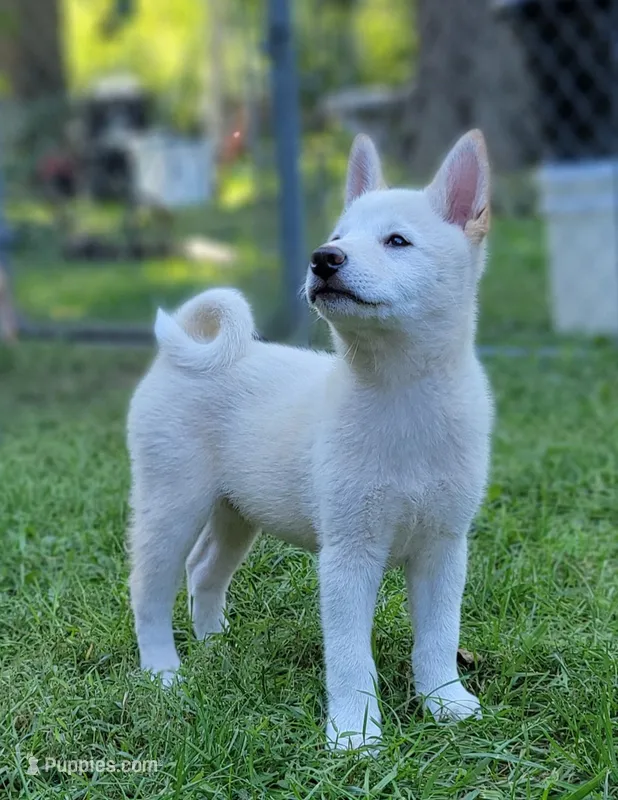 Jasper – Shiba Inu puppy for sale in Manito, IL