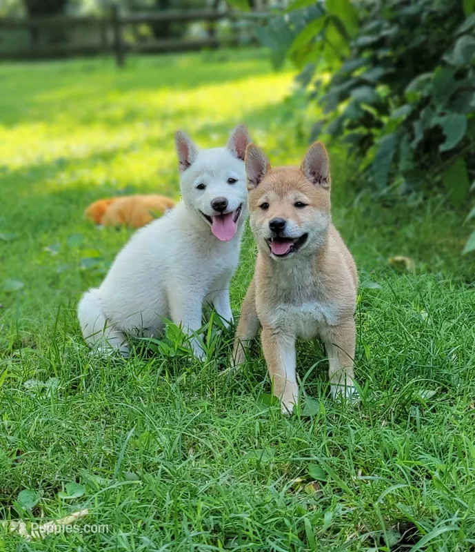 Teddy – Shiba Inu puppy for sale in Manito, IL