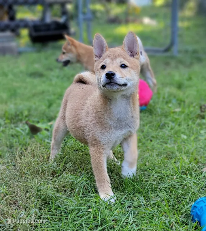 Ruby – Shiba Inu puppy for sale in Manito, IL