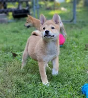 Ruby, a female Shiba Inu for sale in Manito, IL – 4 of 9