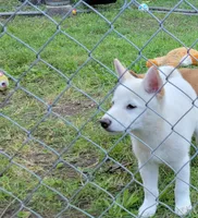 Teddy, a male Shiba Inu for sale in Manito, IL – 6 of 9