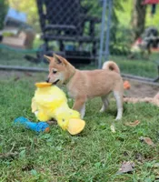 Pixie, a female Shiba Inu for sale in Manito, IL – 4 of 10
