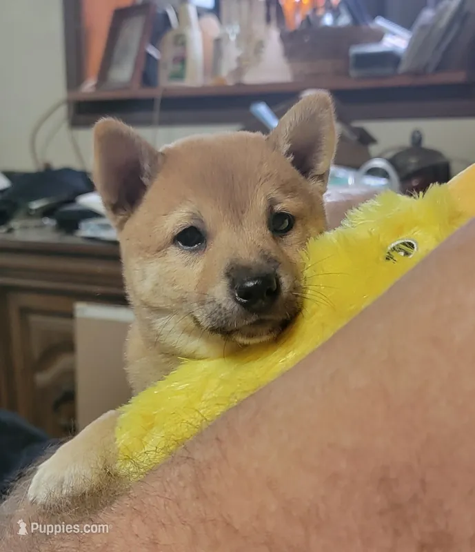 Pixie – Shiba Inu puppy for sale in Manito, IL