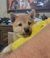 Pixie, a female Shiba Inu for sale in Manito, IL – 6 of 10