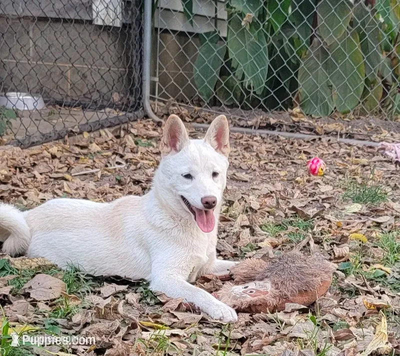 Teddy – Shiba Inu puppy for sale in Manito, IL