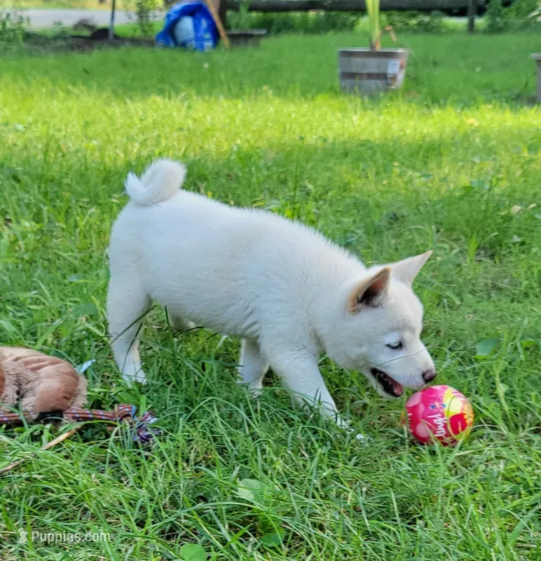 Teddy – Shiba Inu puppy for sale in Manito, IL