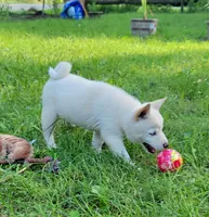 Teddy, a male Shiba Inu for sale in Manito, IL – 5 of 9