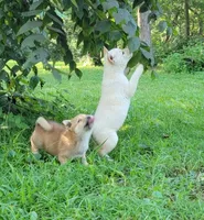 Jasper, a male Shiba Inu for sale in Manito, IL – 7 of 10