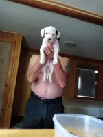 Mr. Gray, a male American Staffordshire Terrier and American Pit Bull Terrier for sale in Monte Vista, CO – Photo 4 of 7