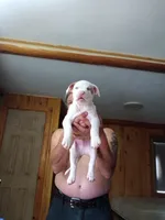 Mr. Gray, a male American Staffordshire Terrier and American Pit Bull Terrier for sale in Monte Vista, CO – Photo 2 of 7