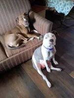 Mr. Gray, a male American Staffordshire Terrier and American Pit Bull Terrier for sale in Monte Vista, CO – Photo 7 of 7