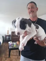 Mr. Gray, a male American Staffordshire Terrier and American Pit Bull Terrier for sale in Monte Vista, CO – Photo 6 of 7