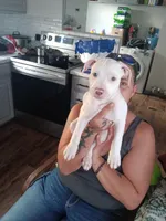 Mr. Gray, a male American Staffordshire Terrier and American Pit Bull Terrier for sale in Monte Vista, CO – Photo 5 of 7