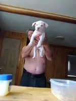 Mr. Gray, a male American Staffordshire Terrier and American Pit Bull Terrier for sale in Monte Vista, CO – Photo 3 of 7