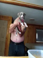 Mr. Gray, a male American Staffordshire Terrier and American Pit Bull Terrier for sale in Monte Vista, CO – Photo 1 of 7